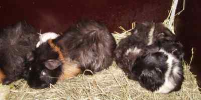 Help ons! Bange babycavia's