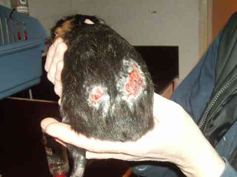 Schurftwonden Cavia met bloedende schurftwond