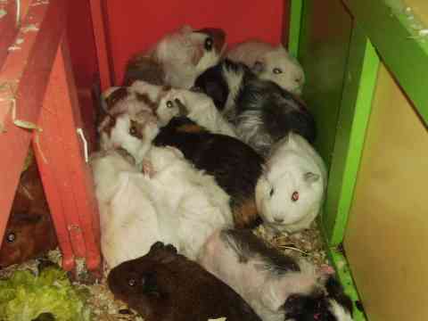 Grote groep cavia's