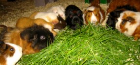 Cavia's aan het gras