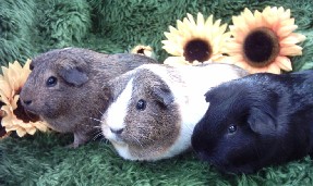 Cavia's in het gras