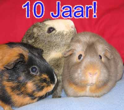 3 Cavia's vieren het jubileum 10 Jaar!